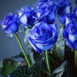 Fragrance Oil- Blue Rose