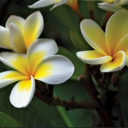 Fragrance Oil- Frangipani