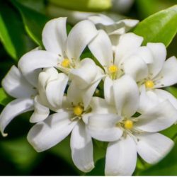 Fragrance Oil- Jasmine