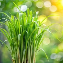 Frangrance Oil - Lemongrass