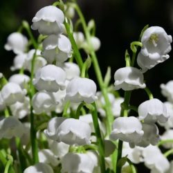 Fragrance Oil- Lily of the Valley