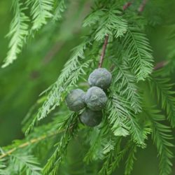 Fragrance Oil- Cypress