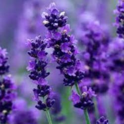 Fragrance Oil- Lavender