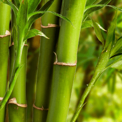 Bamboo fragrance oil