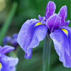 Iris fragrance oil