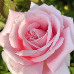 Rose fragrance oil