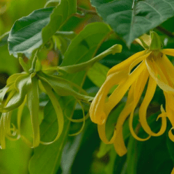 ylang ylang fragrance oil